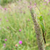 Long Winged Conehead female 2 